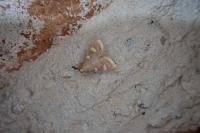 Hypsopygia costalis