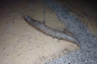 Ophiusa tirhaca