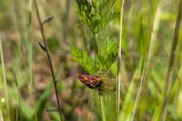 Pyrausta purpuralis