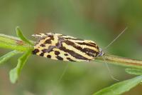 Emmelia trabealis