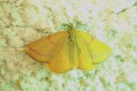 Lythria purpuraria
