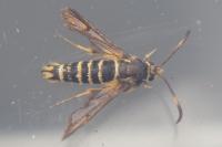 Bembecia