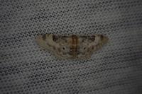 Idaea filicata