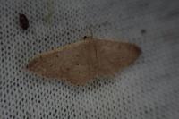 Idaea eugeniata