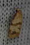 Phalonidia contractana