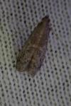 Ephestia woodiella