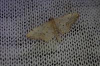 Idaea efflorata