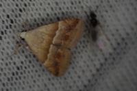 Eublemma parva