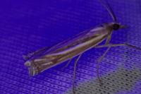 Ancylolomia tentaculella
