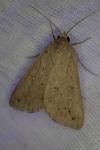 Clytie illunaris