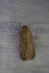 Spodoptera exigua