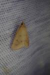 Achyra nudalis