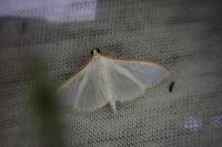 Palpita vitrealis