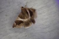 Dysgonia algira