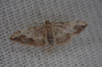Idaea efflorata