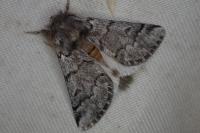 Thaumetopoea pityocampa