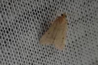 Bostra obsoletalis