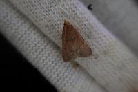 Bostra obsoletalis