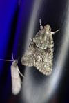 Cryphia algae