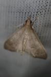 Mecyna asinalis