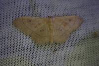 Idaea rubraria