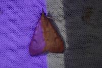 Uresiphita gilvata