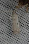 Phycitodes