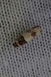 Epinotia thapsiana
