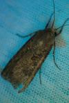 Agrotis segetum