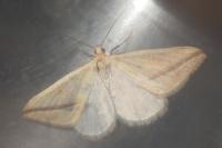 Rhodometra sacraria