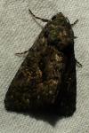 Aedia leucomelas