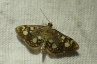 Anania coronata