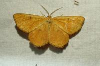 Angerona prunaria