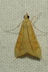 Antigastra catalaunalis