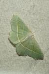 Campaea margaritaria