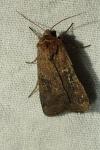 Chersotis cuprea