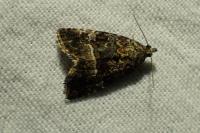 Deltote pygarga