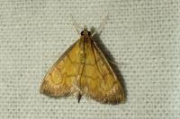 Ecpyrrhorrhoe rubiginalis