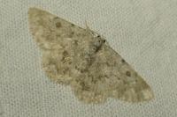 Gnophos obfuscata