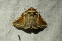 Habrosyne pyritoides