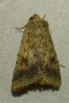 Helicoverpa armigera