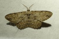 Hypomecis punctinalis