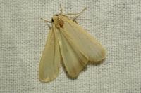Katha depressa
