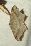 Macaria alternata