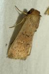 Mythimna ferrago