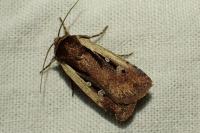 Ochropleura plecta