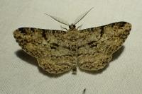 Peribatodes rhomboidaria
