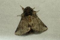 Thaumetopoea processionea