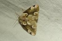 Thyatira batis