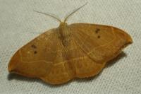 Watsonalla binaria